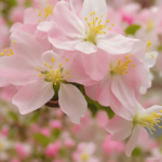 Begonia Bonsai 100 Pcs Malus Spectabilis Potted Balcony Patio Flower Home Garden Planting To Seeds - 8 Begonia Bonsai 100 Pcs Malus Spectabilis Potted Balcony Patio Flower Home Garden Planting To Seeds - 8