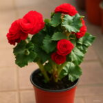 Begonia Bonsai 100 Pcs Malus Spectabilis Potted Balcony Patio Flower Home Garden Planting To Seeds - 5 Begonia Bonsai 100 Pcs Malus Spectabilis Potted Balcony Patio Flower Home Garden Planting To Seeds - 5