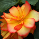 Begonia Bonsai 100 Pcs Malus Spectabilis Potted Balcony Patio Flower Home Garden Planting To Seeds - 4 Begonia Bonsai 100 Pcs Malus Spectabilis Potted Balcony Patio Flower Home Garden Planting To Seeds - 4