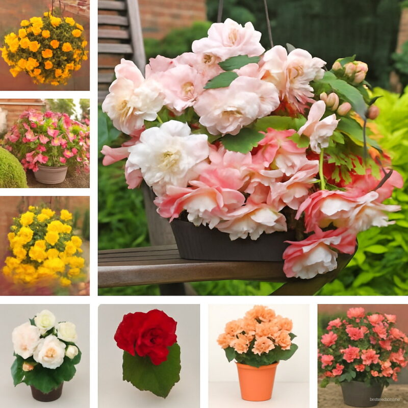 Begonia Bonsai 100 Pcs Malus Spectabilis Potted Balcony Patio Flower Home Garden Planting To Seeds