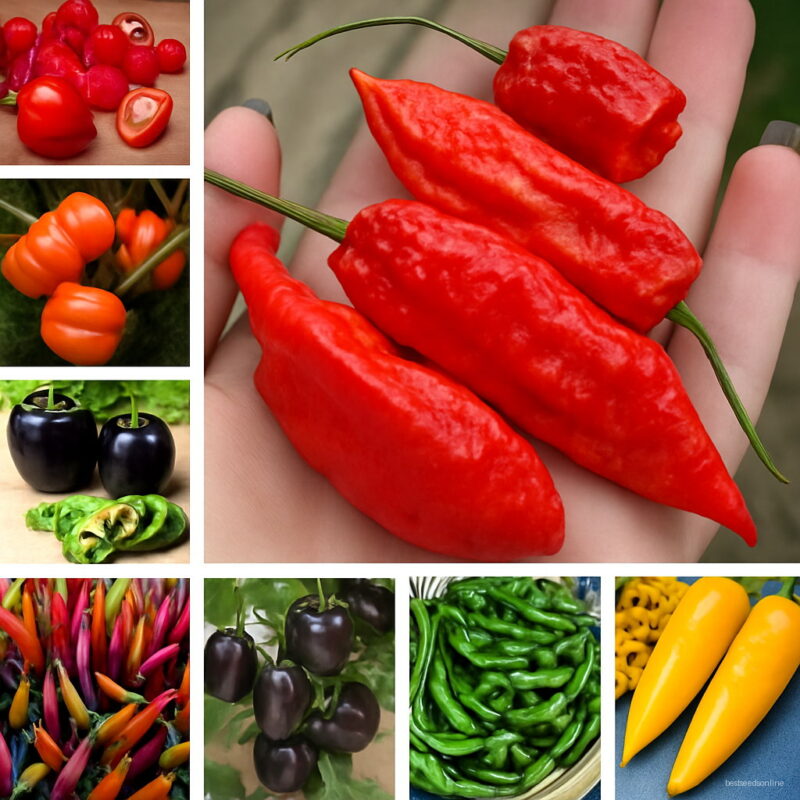 1000 Pcs Sweet Pepper Bonsai Colorful Mix Bell Vegetables Paprika Home Garden Plants Seeds