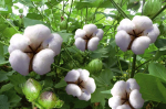 10 Pcs Bonsai Chinese Cotton White Gossypium High Yield Farm Crops Home & Garden Flower Pot Planting To Seeds - 6