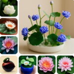 1pcs Pack Bowl Lotus Bonsai Hydroponic Plants Aquatic Flower Water Lily Interesting Garden Seeds 1pcs Pack Bowl Lotus Bonsai Hydroponic Plants Aquatic Flower Water Lily Interesting Garden Seeds