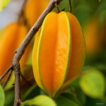 100 Pcs Imported Carambola Bonsai Star Fruit Tree Shrub Organic Starfruit Home Garden Flower Pot Planters Seeds - 6 100 Pcs Imported Carambola Bonsai Star Fruit Tree Shrub Organic Starfruit Home Garden Flower Pot Planters Seeds - 6