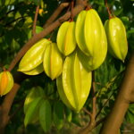 100 Pcs Imported Carambola Bonsai Star Fruit Tree Shrub Organic Starfruit Home Garden Flower Pot Planters Seeds - 5 100 Pcs Imported Carambola Bonsai Star Fruit Tree Shrub Organic Starfruit Home Garden Flower Pot Planters Seeds - 5