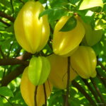100 Pcs Imported Carambola Bonsai Star Fruit Tree Shrub Organic Starfruit Home Garden Flower Pot Planters Seeds - 4 100 Pcs Imported Carambola Bonsai Star Fruit Tree Shrub Organic Starfruit Home Garden Flower Pot Planters Seeds - 4