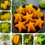 100 Pcs Imported Carambola Bonsai Star Fruit Tree Shrub Organic Starfruit Home Garden Flower Pot Planters Seeds 100 Pcs Imported Carambola Bonsai Star Fruit Tree Shrub Organic Starfruit Home Garden Flower Pot Planters Seeds
