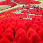 200 Pcs Grass Bonsai Perennial Burning Bush Kochia Scoparia Home Garden Ornamental Pot Plant Fu Seeds - 5