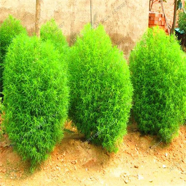 200 Pcs Perennial Burning Bush Kochia Scoparia Decorative Fu Seeds For Indooroutdoor Landscaping - 18