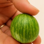 Hot 100 Pcs Thumb Watermelon Bonsai Cucumber Mini Pepkino Mexican Fruits And Vegetables Seeds - 6