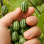 Hot 100 Pcs Thumb Watermelon Bonsai Cucumber Mini Pepkino Mexican Fruits And Vegetables Seeds - 2