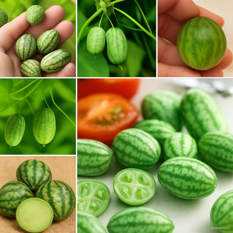 Hot 100 Pcs Thumb Watermelon Bonsai Cucumber Mini Pepkino Mexican Fruits And Vegetables Seeds