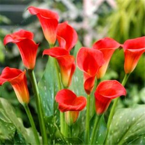 Hot-selling100 Pcs Calla Lily Bonsai Room Flowers Rhizome Plants Houseplants Home Garden Plant Seeds - 2