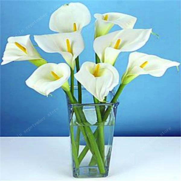 Quality 100 Pcs Calla Lily Seeds Indoor Blooming Flower Bulbs For Decoration And Gifting - 17