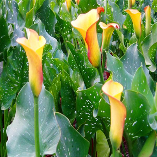 Quality 100 Pcs Calla Lily Seeds Indoor Blooming Flower Bulbs For Decoration And Gifting - 15