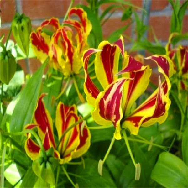 300 Pcs Flame Lily Seeds Fragrant Flowering Ornament For Indoor Outdoor Spaces - 18