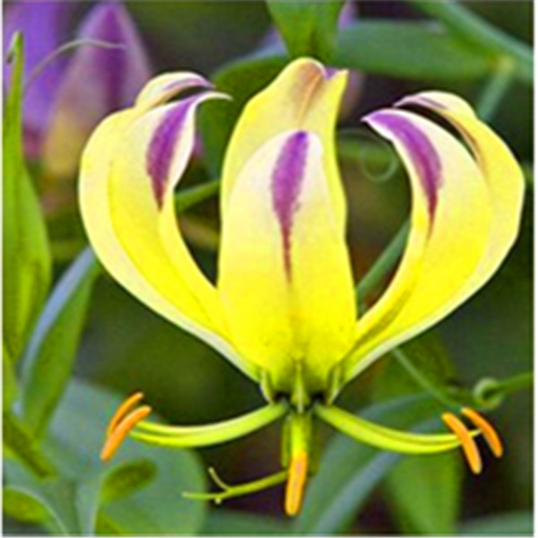 300 Pcs Flame Lily Seeds Fragrant Flowering Ornament For Indoor Outdoor Spaces - 16