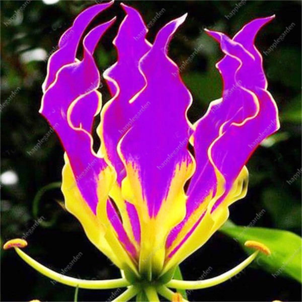 300 Pcs Flame Lily Seeds Fragrant Flowering Ornament For Indoor Outdoor Spaces - 12