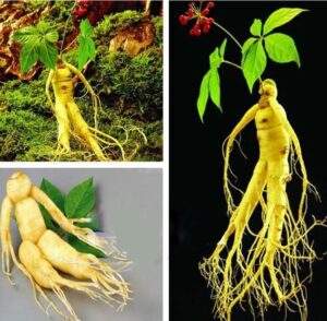 High Quatity 10pcs Chinese Hardy Panax Ginseng Korea Bonsai King Of Herbs Plants Home High-nutrition Vegetable And Fruit Seeds