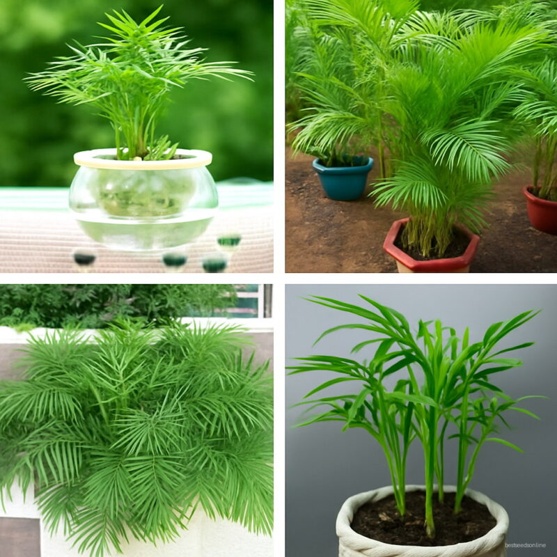 10 Pcs Bonsai Potted Palm Indoor Outdoor Home Plants Planting Is Simple Seeds
