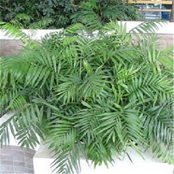 10piece Palm Seed Kit For Indooroutdoor Use Simple Planting Lush Greenery - 4