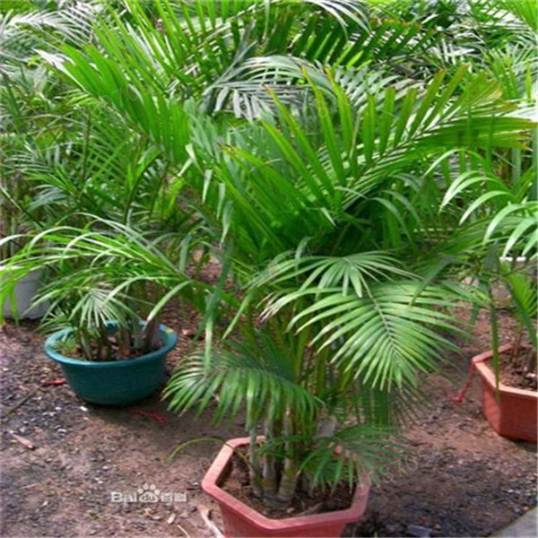 10piece Palm Seed Kit For Indooroutdoor Use Simple Planting Lush Greenery - 2