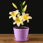 Hot 24 Colors Mini Lily Bonsai 100pcs Perfume Not Bulbs Flower Plant Home Garden Seeds - 7