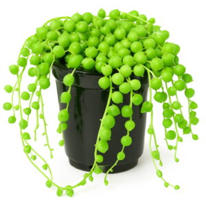 100 Pcs Mixed Color Pearl Chlorophytum Potted Plant Succulent Bonsai Anti Radiation Particles Office Desktop Ornamental Plants Seeds - 2