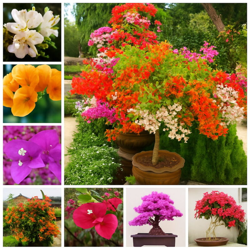Bougainvillea Bonsai Colorful Spectabilis Willd Plant Perennial Flower Garden Pot 100 Pcs Seeds