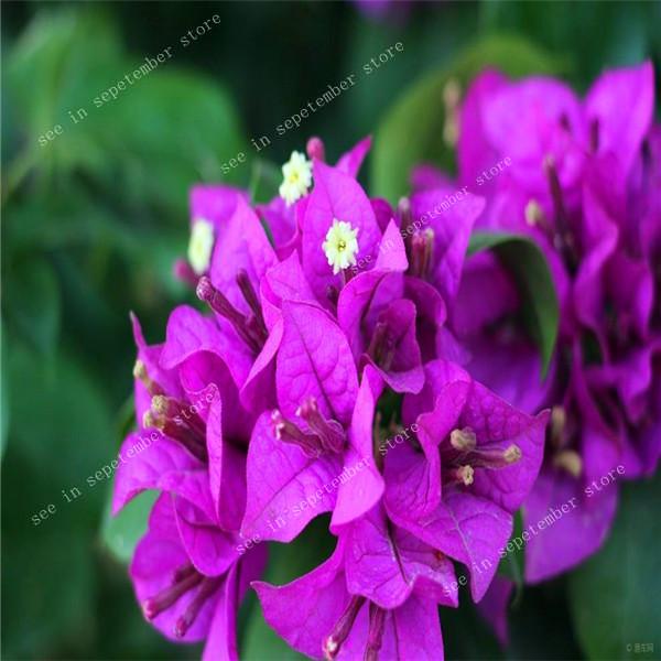 Bougainvillea Spectabilis Willd Perennial Seeds Vibrant 100 Pcs Set For Indoor Outdoor Landscaping - 17