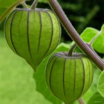 100 Pcs Red Currant Fruit Plant Pan-american Gooseberry Lantern Physalis Landscape Home Garden Flower Pot Planters Seeds - 4 100 Pcs Red Currant Fruit Plant Pan-american Gooseberry Lantern Physalis Landscape Home Garden Flower Pot Planters Seeds - 4