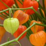 100 Pcs Red Currant Fruit Plant Pan-american Gooseberry Lantern Physalis Landscape Home Garden Flower Pot Planters Seeds - 3 100 Pcs Red Currant Fruit Plant Pan-american Gooseberry Lantern Physalis Landscape Home Garden Flower Pot Planters Seeds - 3