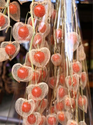 100 Pcs Red Currant Fruit Plant Pan-american Gooseberry Lantern Physalis Landscape Home Garden Flower Pot Planters Seeds - 2