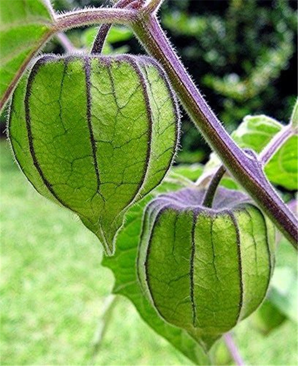 100piece Red Currant Fruit Seeds Panamerican Gooseberry Lantern Physalis Ideal For Flower Pots Landscape Design - 5