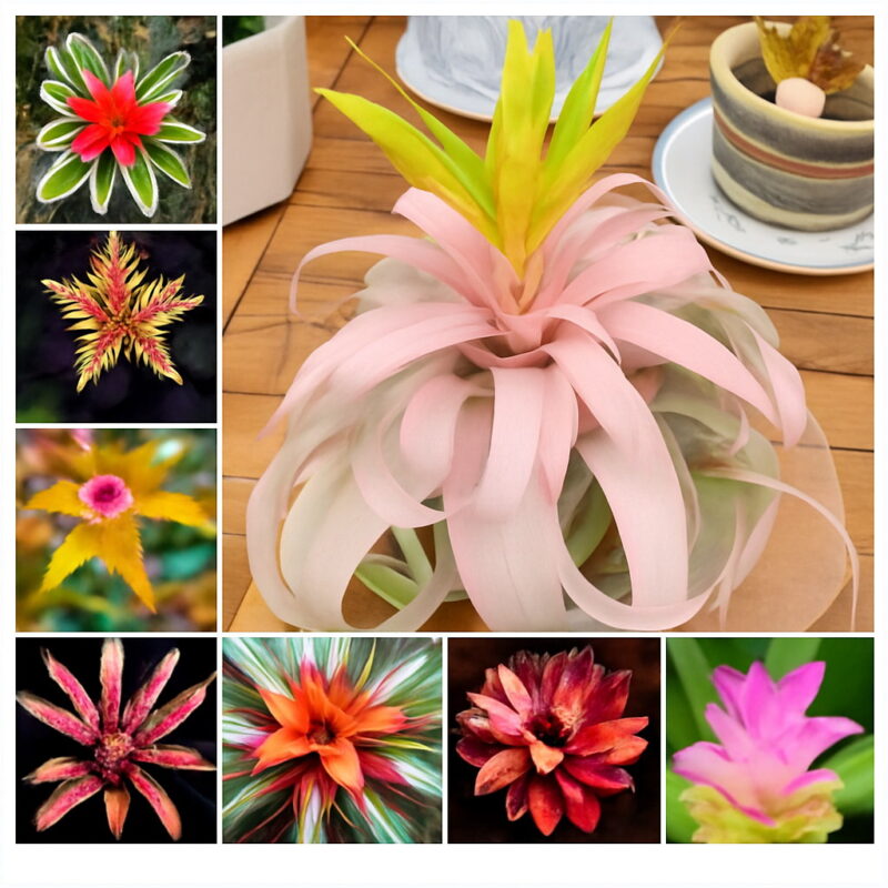 100 Pcs Bromeliad Tillandsia Bonsai Succulent Fresh Air Plant Lazy Plants Home Garden Growing Seeds