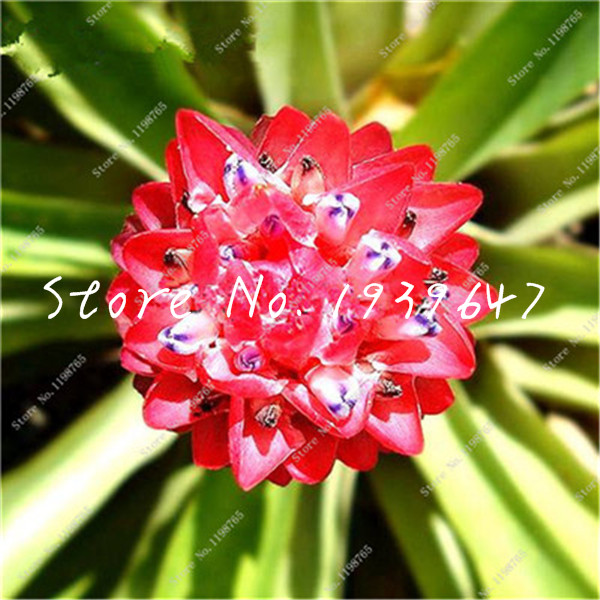 100 Pcs Bromeliad Tillandsia Succulent Fresh Air Purifying Indoor Greenery Easy Growth Seed Pack - 5