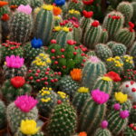 200 Pcs Real Mini Cactus Flower Bonsai Prickly Pear Succulent Perennial Herb Plant Home Garden Fresh Air Seeds - 6 200 Pcs Real Mini Cactus Flower Bonsai Prickly Pear Succulent Perennial Herb Plant Home Garden Fresh Air Seeds - 6