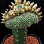 200 Pcs Real Mini Cactus Flower Bonsai Prickly Pear Succulent Perennial Herb Plant Home Garden Fresh Air Seeds - 4 200 Pcs Real Mini Cactus Flower Bonsai Prickly Pear Succulent Perennial Herb Plant Home Garden Fresh Air Seeds - 4