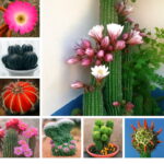 200 Pcs Real Mini Cactus Flower Bonsai Prickly Pear Succulent Perennial Herb Plant Home Garden Fresh Air Seeds 200 Pcs Real Mini Cactus Flower Bonsai Prickly Pear Succulent Perennial Herb Plant Home Garden Fresh Air Seeds