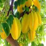 100pcs Organic Imported Carambola Bonsais Star Fruit Tree Shrub Starfruit Home Garden Flower Pot Planters Seeds - 5