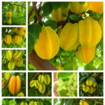 100pcs Organic Imported Carambola Bonsais Star Fruit Tree Shrub Starfruit Home Garden Flower Pot Planters Seeds 100pcs Organic Imported Carambola Bonsais Star Fruit Tree Shrub Starfruit Home Garden Flower Pot Planters Seeds