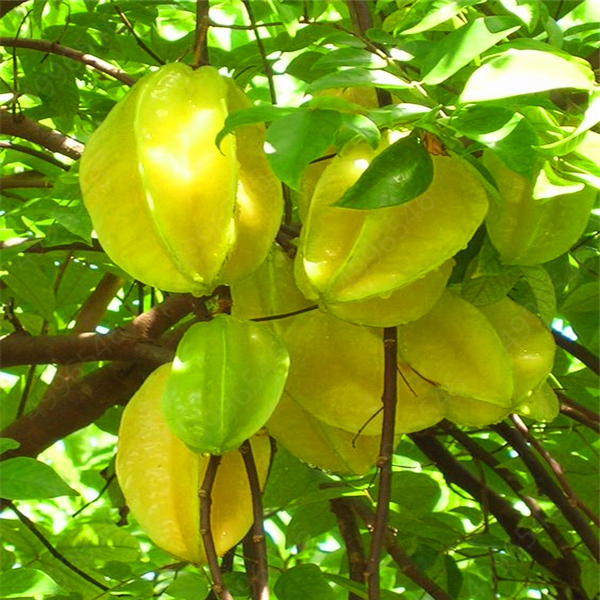 100pcs Organic Imported Carambola Star Fruit Tree Seeds For Beautiful Indooroutdoor Landscaping - 3