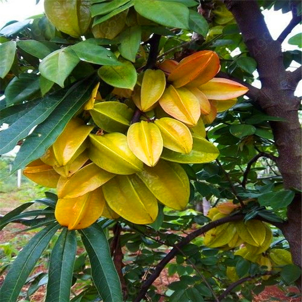 100pcs Organic Imported Carambola Star Fruit Tree Seeds For Beautiful Indooroutdoor Landscaping - 1