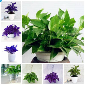 Exotic Climbing Epipremnum Aureum Bonsai Indoor Office Desk Aquatic Plants Purify Air Absorb Harmful Gases Living Room 100 Pcs Seeds