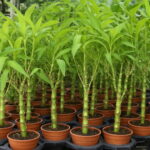 The 50 Pcs Pack Chinese Lucky Bamboo Plants Giant Moso Variety Complete Dracaena Planting 95% Of Budding Rate Seeds - 6 The 50 Pcs Pack Chinese Lucky Bamboo Plants Giant Moso Variety Complete Dracaena Planting 95% Of Budding Rate Seeds - 6