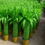 The 50 Pcs Pack Chinese Lucky Bamboo Plants Giant Moso Variety Complete Dracaena Planting 95% Of Budding Rate Seeds - 3 The 50 Pcs Pack Chinese Lucky Bamboo Plants Giant Moso Variety Complete Dracaena Planting 95% Of Budding Rate Seeds - 3