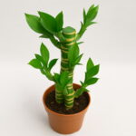 The 50 Pcs Pack Chinese Lucky Bamboo Plants Giant Moso Variety Complete Dracaena Planting 95% Of Budding Rate Seeds - 2 The 50 Pcs Pack Chinese Lucky Bamboo Plants Giant Moso Variety Complete Dracaena Planting 95% Of Budding Rate Seeds - 2