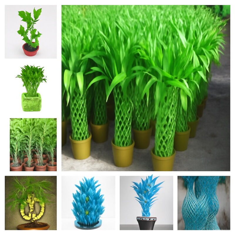 The 50 Pcs Pack Chinese Lucky Bamboo Plants Giant Moso Variety Complete Dracaena Planting 95% Of Budding Rate Seeds