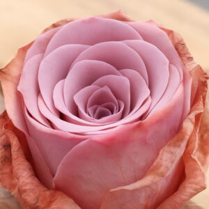 Mini Mountain Rose 100pcs Green Garden Flower Bonsai Succulent Plant Meaty Seeds - 2