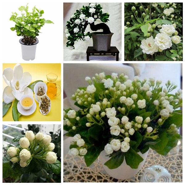 200 Pcs Airpurifying Mosquito Repellent Seeds For Indoor Potting And Beautifying Spaces - 8